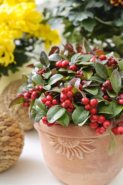 478042 - Checkerberry (Gaultheria procumbens)