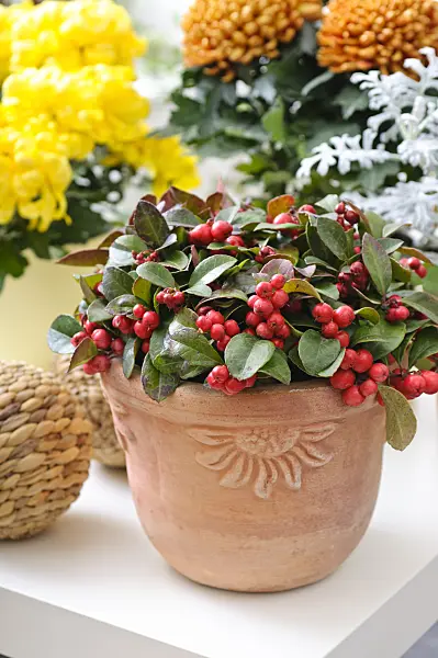 478045 - Checkerberry (Gaultheria procumbens)