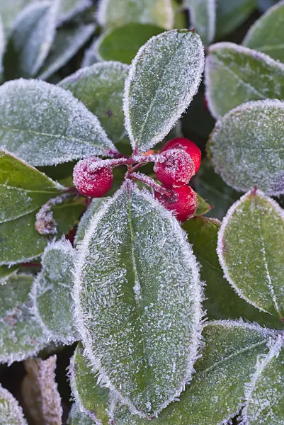 578019 - Checkerberry (Gaultheria procumbens)