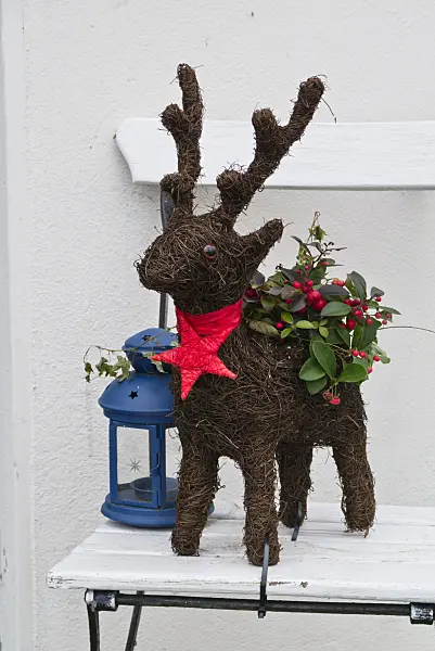 527039 - Checkerberry (Gaultheria procumbens) with Christmas decoration