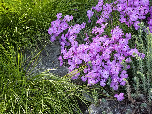 413029 - Cheddar pink (Dianthus gratianopolitanus)