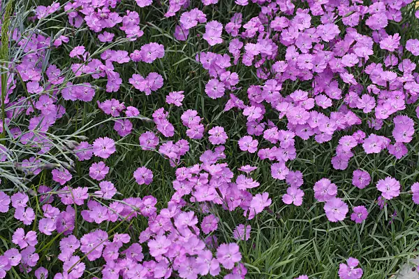 484314 - Cheddar pink (Dianthus gratianopolitanus)