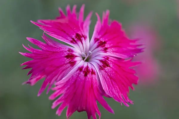 513005 - Cheddar pink (Dianthus gratianopolitanus)