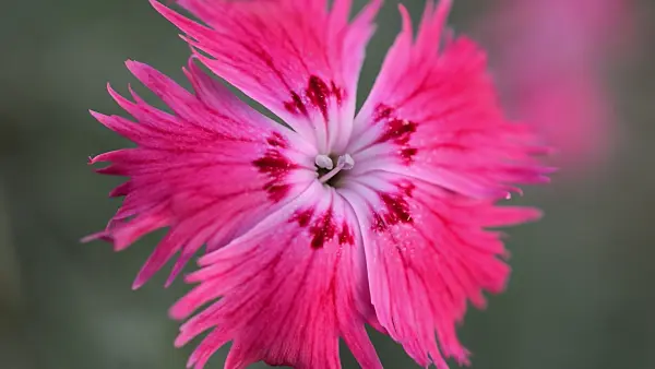 513008 - Cheddar pink (Dianthus gratianopolitanus)