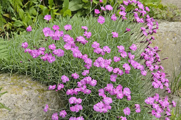520429 - Cheddar pink (Dianthus gratianopolitanus)