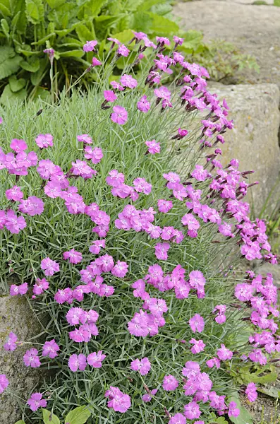 520430 - Cheddar pink (Dianthus gratianopolitanus)
