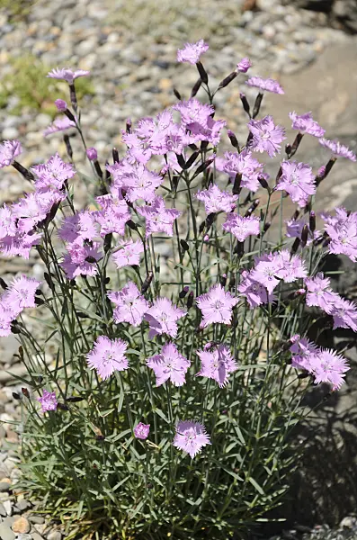 508183 - Cheddar pink (Dianthus gratianopolitanus 'Bath's Pink')