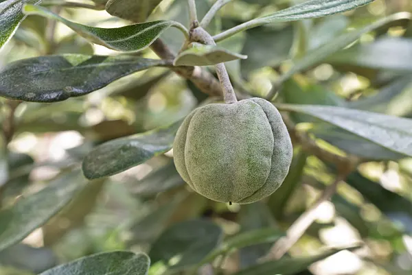 573065 - Cheesewood (Pittosporum buchananii)