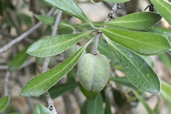 561066 - Cheesewood (Pittosporum tomentosum)