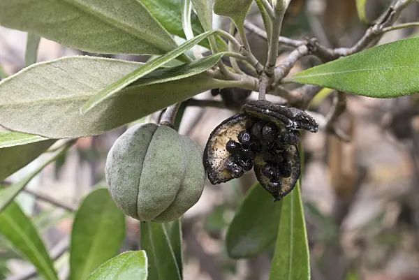 573009 - Cheesewood (Pittosporum tomentosum)