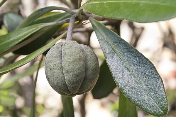 573066 - Cheesewood (Pittosporum tomentosum)