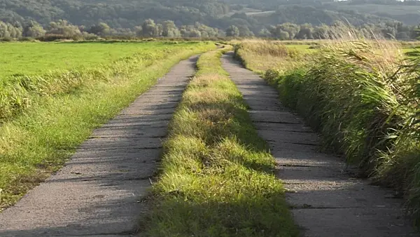 501027 - Chemin en dalles à travers les prairies des polders, parc national de la vallée de la Basse-Oder, Allemagne