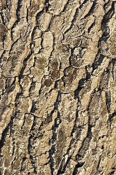 372001 - Chêne chevelu (Quercus cerris)