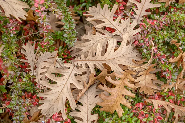575302 - Chêne de Hongrie (Quercus frainetto)