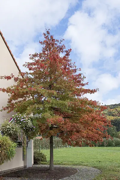 651464 - Chêne des marais (Quercus palustris)
