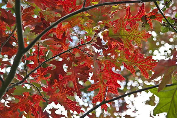517220 - Chêne écarlate (Quercus coccinea)