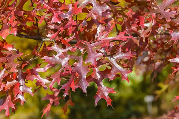 593172 - Chêne écarlate (Quercus coccinea)