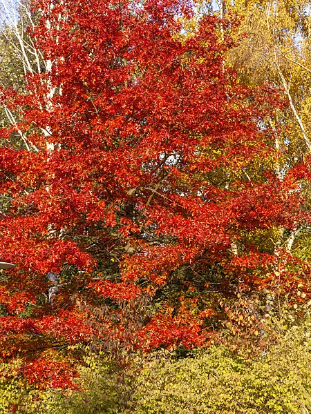 442132 - Chêne (Quercus)