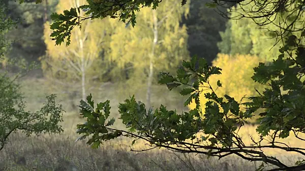 501136 - Chêne (Quercus)