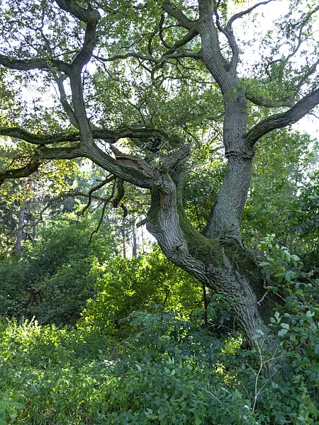 428361 - Chêne (Quercus) avec un vieux tronc noueux et des branches largement ramifiées