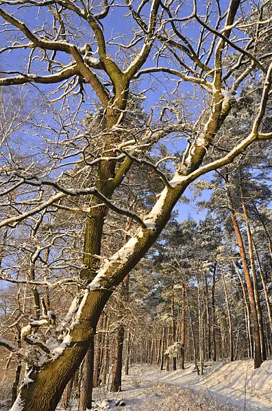 539008 - Chêne (Quercus) dans un forêt hibernale