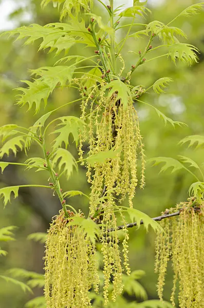 520066 - Chêne (Quercus x richteri)