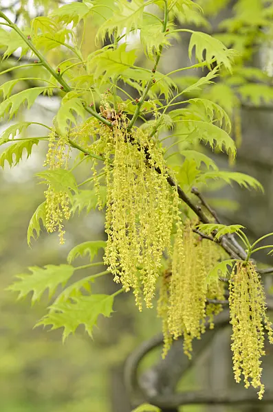 520067 - Chêne (Quercus x richteri)