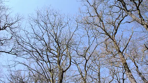 506088 - Chêne rouvre (Quercus petraea)
