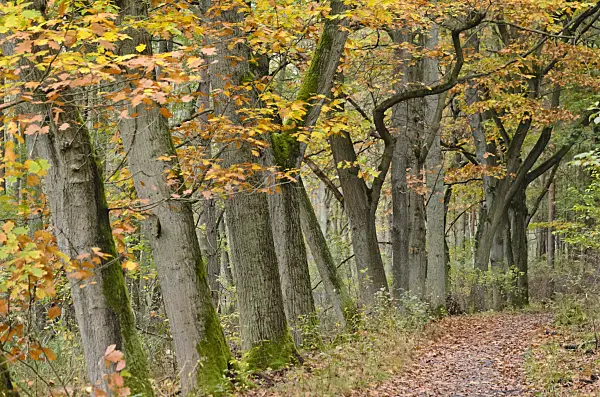 537035 - Chênes (Quercus) chez un sentier de randonnée