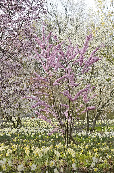 543046 - Cherries (Prunus) and daffodils (Narcissus)