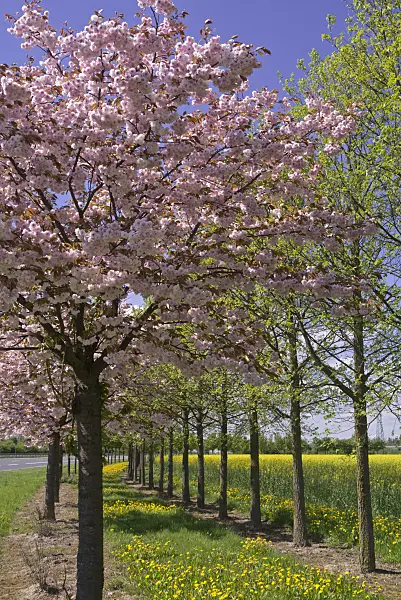 601047 - Cherries (Prunus) and dandelions (Taraxacum)