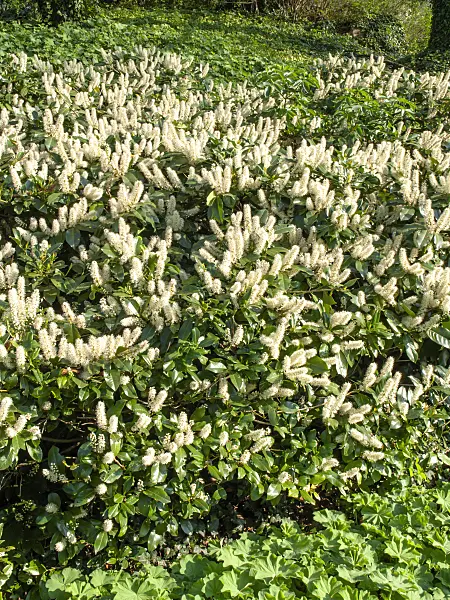 437280 - Cherry laurel (Prunus laurocerasus)