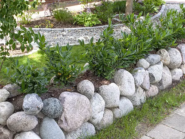 474389 - Cherry laurel (Prunus laurocerasus) a a cobblestone wall