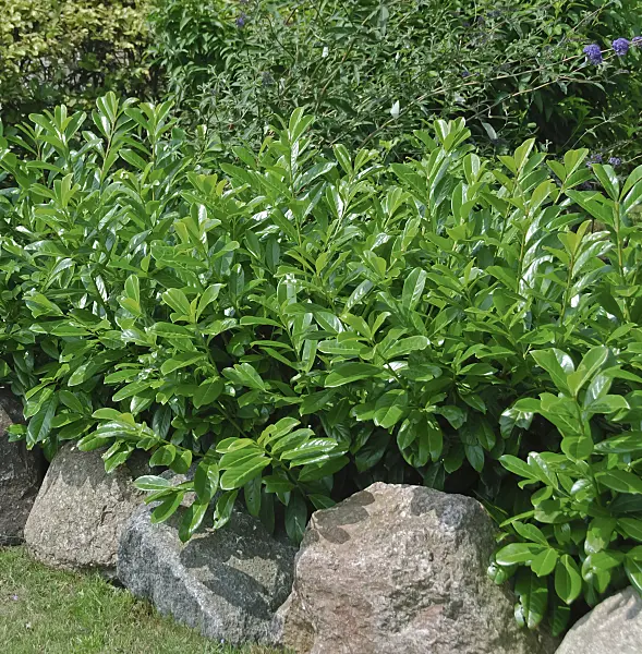 471444 - Cherry laurel (Prunus laurocerasus 'Caucasica')