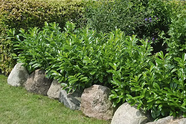 490114 - Cherry laurel (Prunus laurocerasus 'Caucasica')