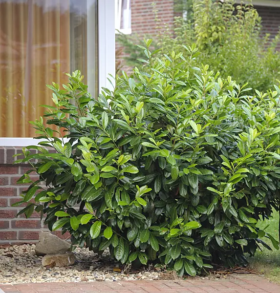 535314 - Cherry laurel (Prunus laurocerasus 'Diana')