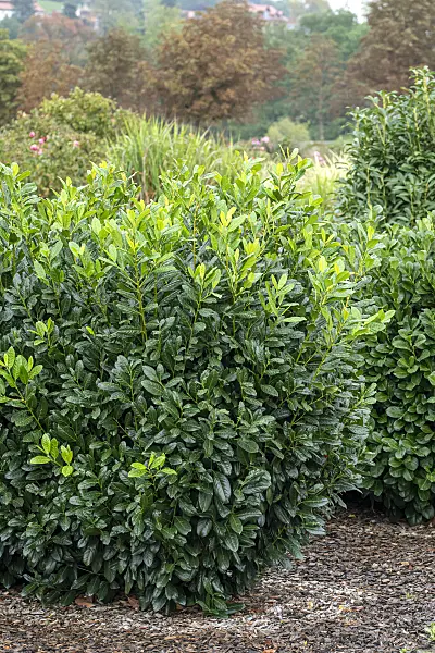 616288 - Cherry laurel (Prunus laurocerasus 'Diana')