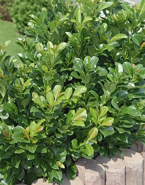 471445 - Cherry laurel (Prunus laurocerasus 'Etna')
