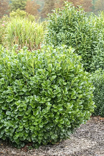 616298 - Cherry laurel (Prunus laurocerasus 'Etna')