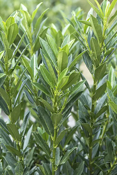 638206 - Cherry laurel (Prunus laurocerasus 'Gajo')