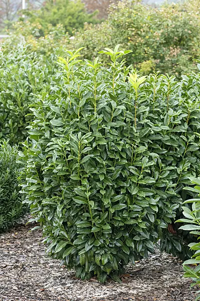 616299 - Cherry laurel (Prunus laurocerasus 'Genolia')