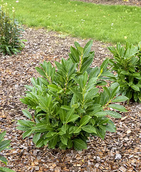 616289 - Cherry laurel (Prunus laurocerasus 'Greenpeace')