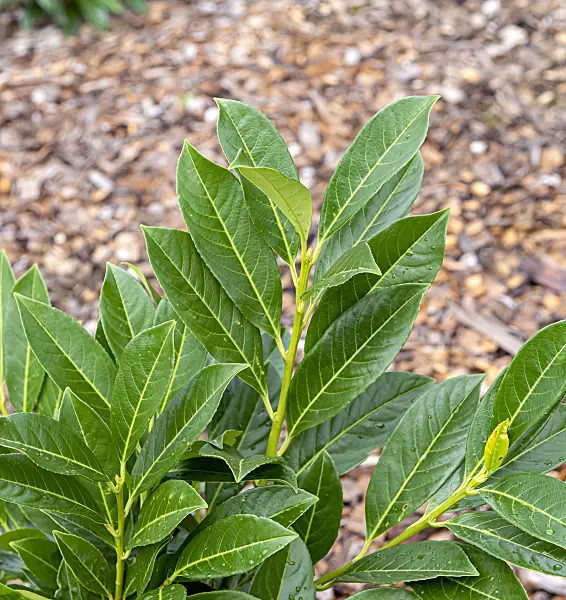616290 - Cherry laurel (Prunus laurocerasus 'Greenpeace')