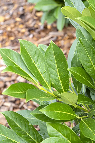 616291 - Cherry laurel (Prunus laurocerasus 'Greenpeace')