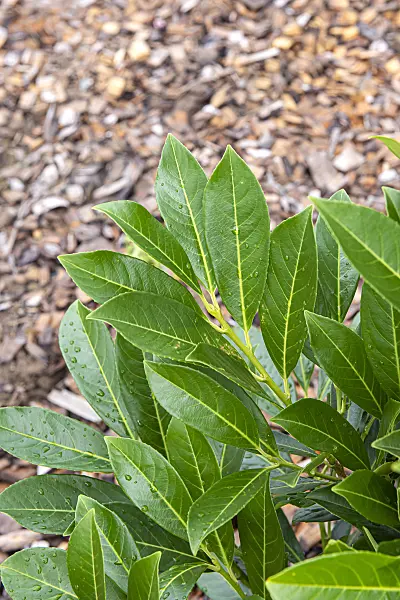616292 - Cherry laurel (Prunus laurocerasus 'Greenpeace')