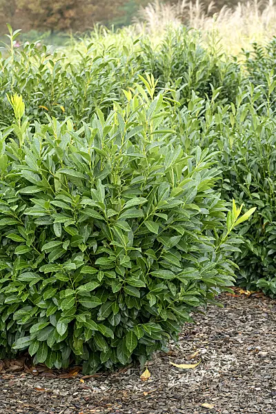 616293 - Cherry laurel (Prunus laurocerasus 'Greenpeace')