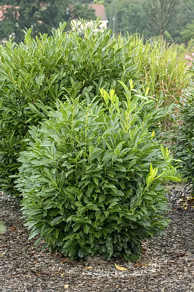 616294 - Cherry laurel (Prunus laurocerasus 'Greenpeace')