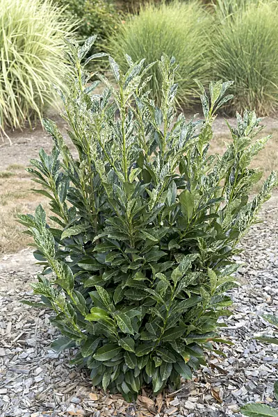 638207 - Cherry laurel (Prunus laurocerasus 'Ivory')