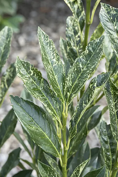 638208 - Cherry laurel (Prunus laurocerasus 'Ivory')