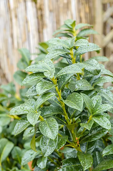 593162 - Cherry laurel (Prunus laurocerasus 'Kleopatra')